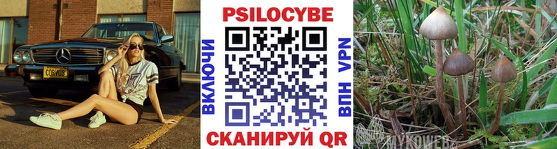 Купить закладки  Видное  Галлюциногенные грибы Psilocybe 